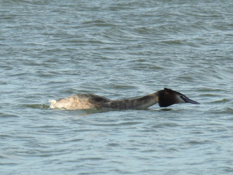 Fuut schiet als een pijl door het water