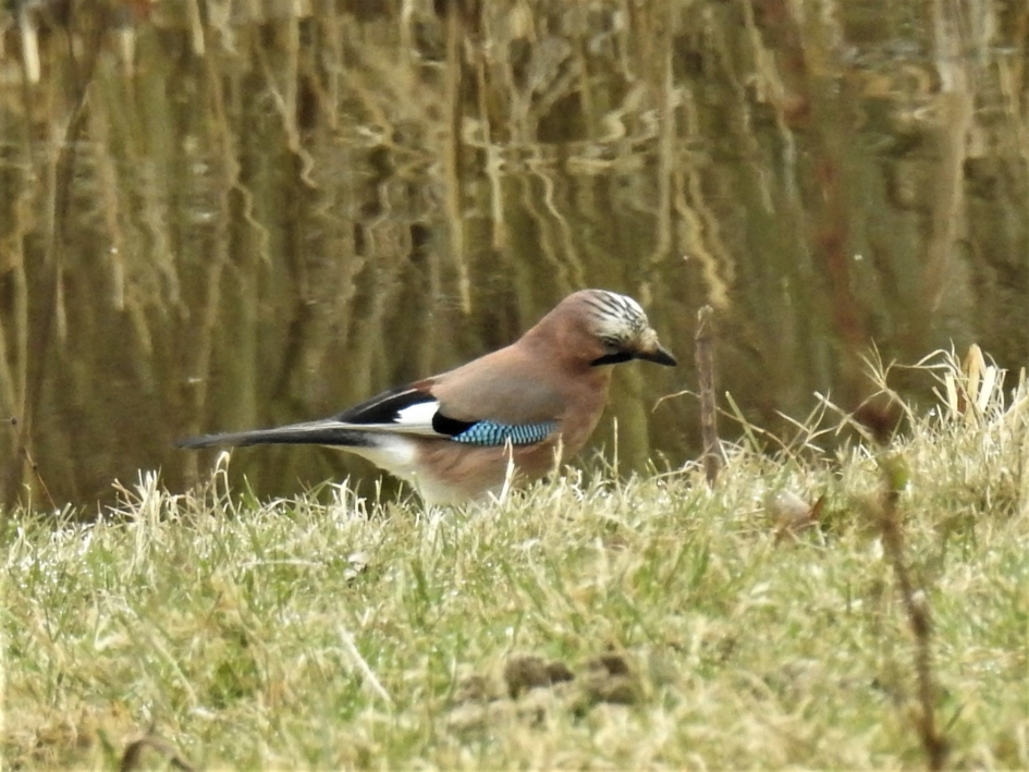 Gaai foeragerend aan het water - Vogels - Gaai
