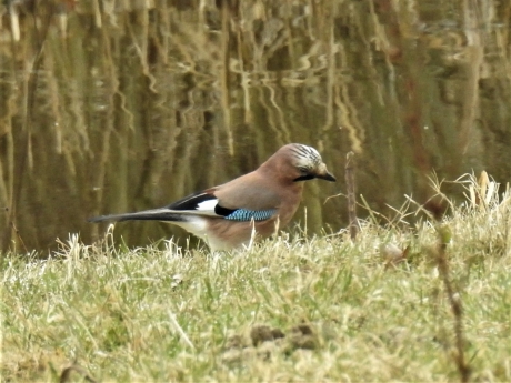 Gaai foeragerend aan het water
