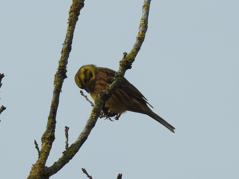 Geelgors - Vogels - Geelgors