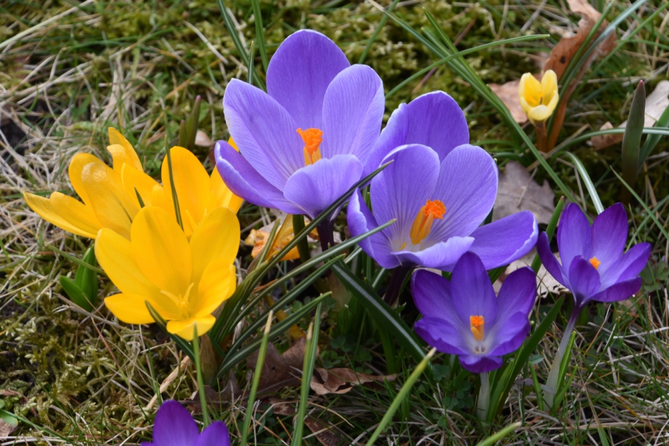 Geel/paars - Planten - 