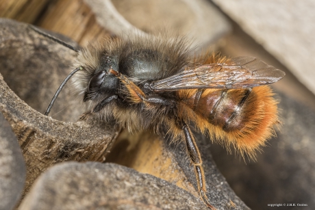 Gehoornde metselbij (Osmia cornuta)