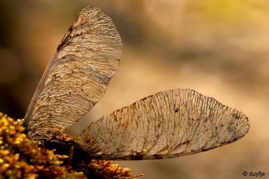 Gekantklost - Planten - 