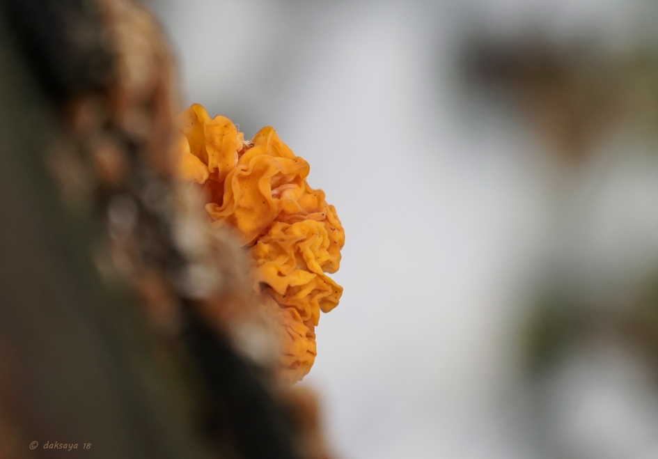 Gele trilzwam - Schimmels - 