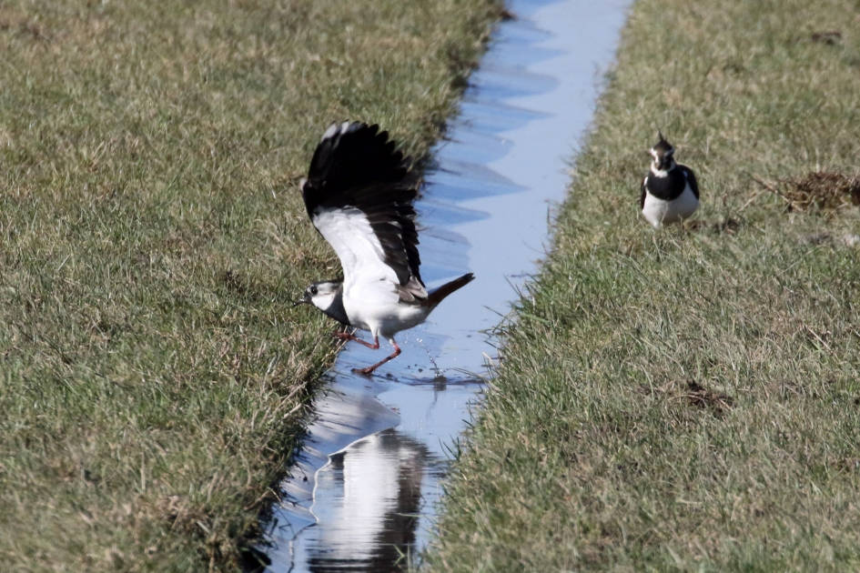 Gelukkig liep het goed af... - Vogels - Kievit