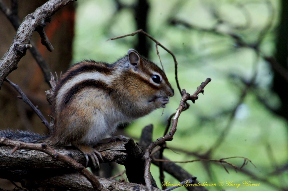gemaakt op 05-03-2018 met Sony Alpha a450 met 100-400 minolta telelens - Zoogdieren - 