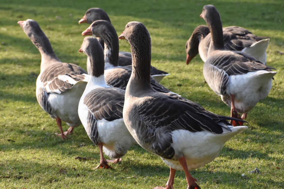 Gemeenteganzen - Vogels - 