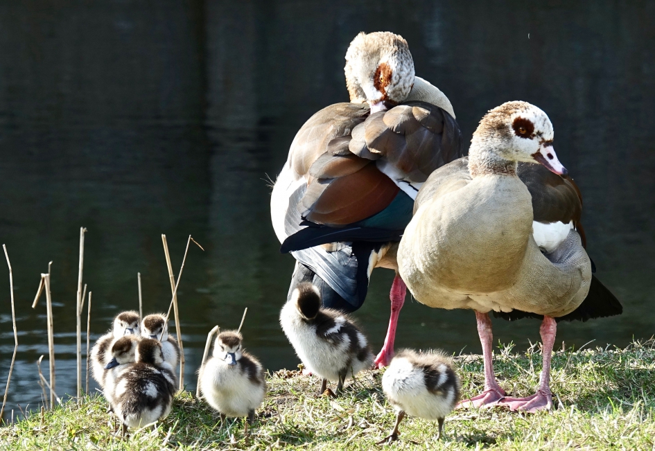 Genieten aan de oever van de Leidsche Rijn - Vogels - Nijlgans