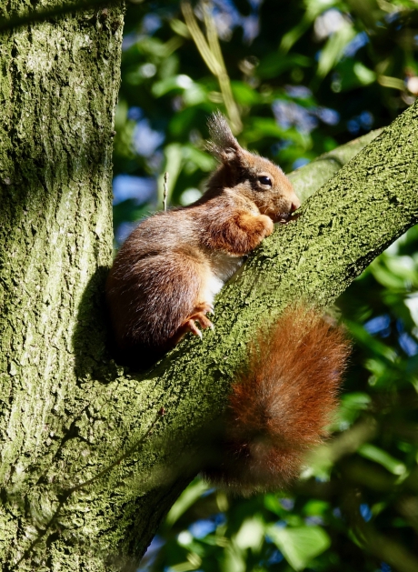 Genietend van de zon