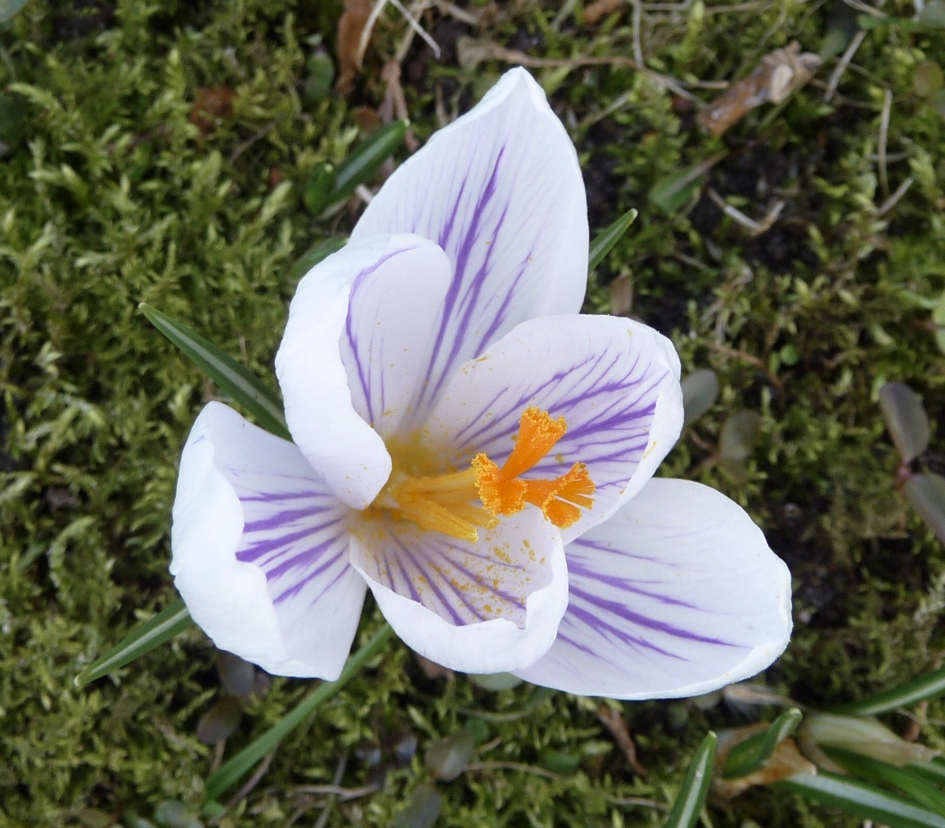 Gestreept - Planten - 