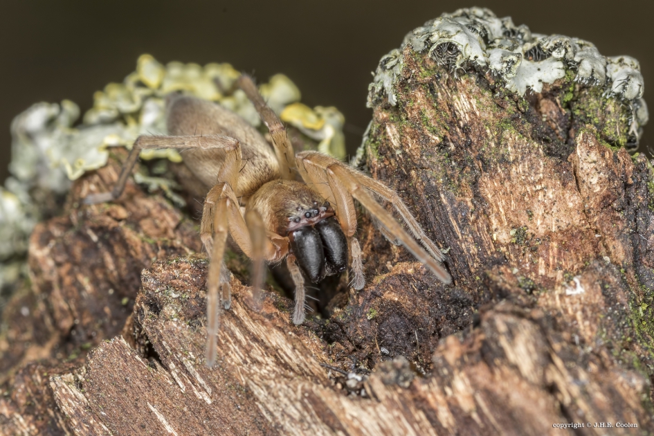 Gewone zakspin - Geleedpotigen - Gewone zakspin