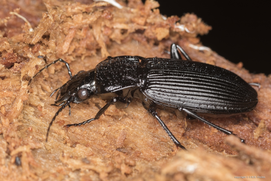 Gewone zwartschild of gewone streeploopkever - Geleedpotigen - gewone zwartschild of gewone streeploopkever