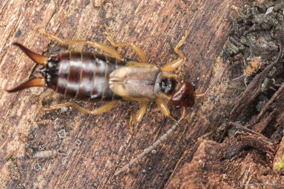 Gezellig samen - Geleedpotigen - Oorworm/springstaartje
