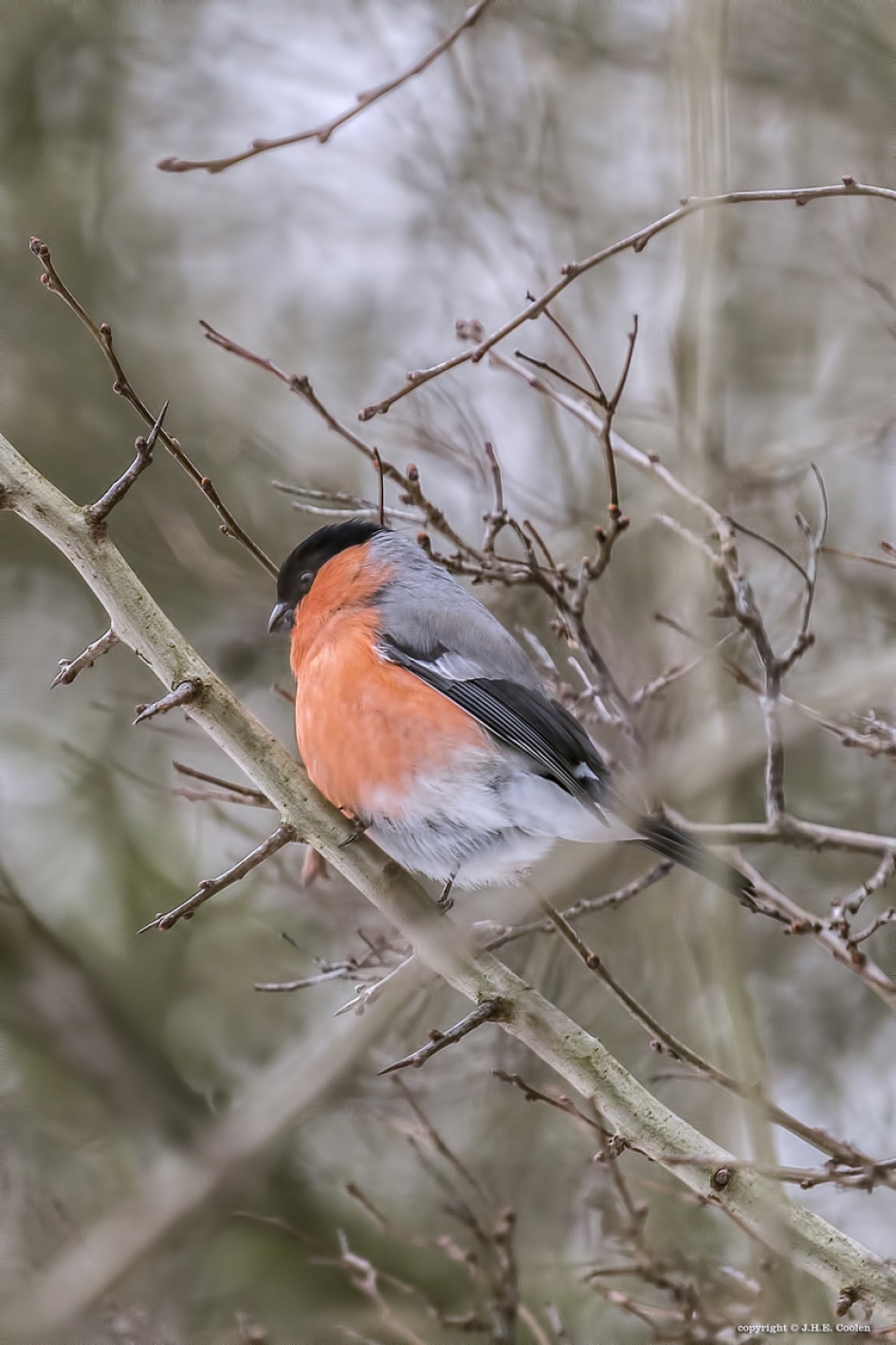 Goudvink - Vogels - Goudvink