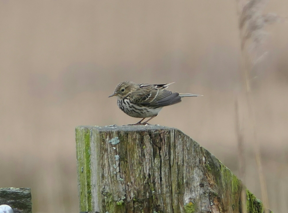 Graspieper - Vogels - Graspieper