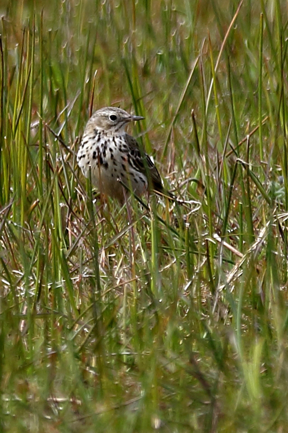 graspieper - Vogels - 