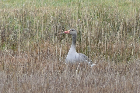 Grauwe gans