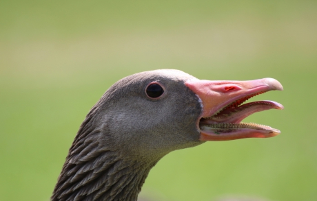 Grauwe gans met scherpe tandjes