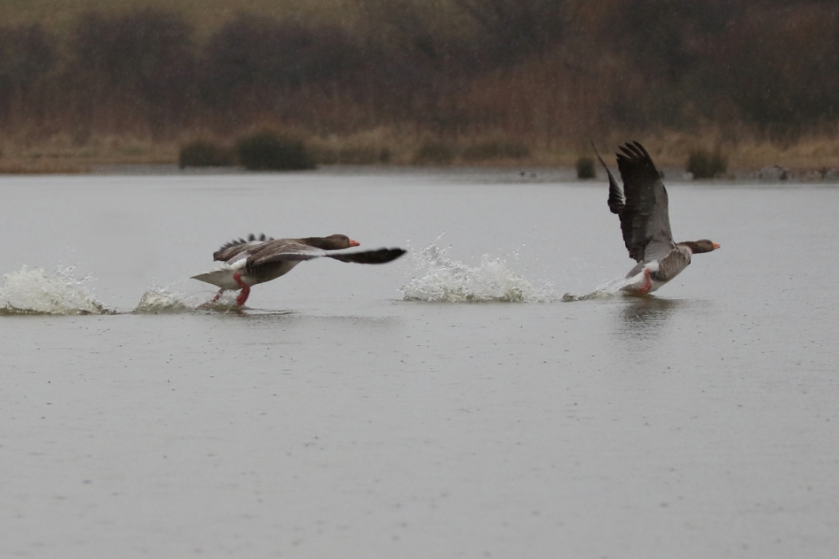 grauwe ganzen - Vogels - 