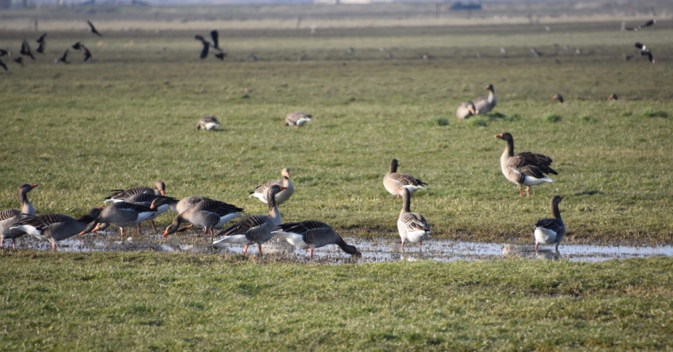 Grauwe ganzen - Vogels - 