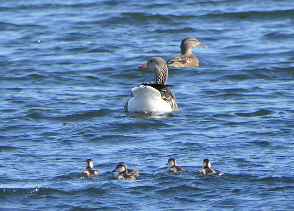 Grauwe ganzen - Vogels - Grauwe gans