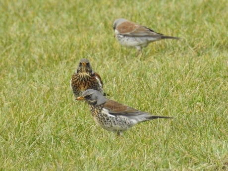 Groep kramsvogels in een weiland
