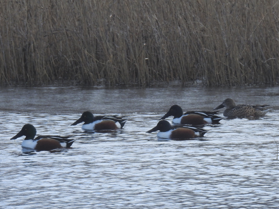 Groep slobeenden waarvan 4 mannetjes - Zoogdieren - Slobeend