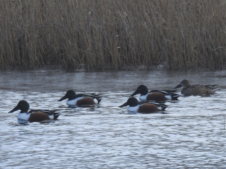 Groep slobeenden waarvan 4 mannetjes