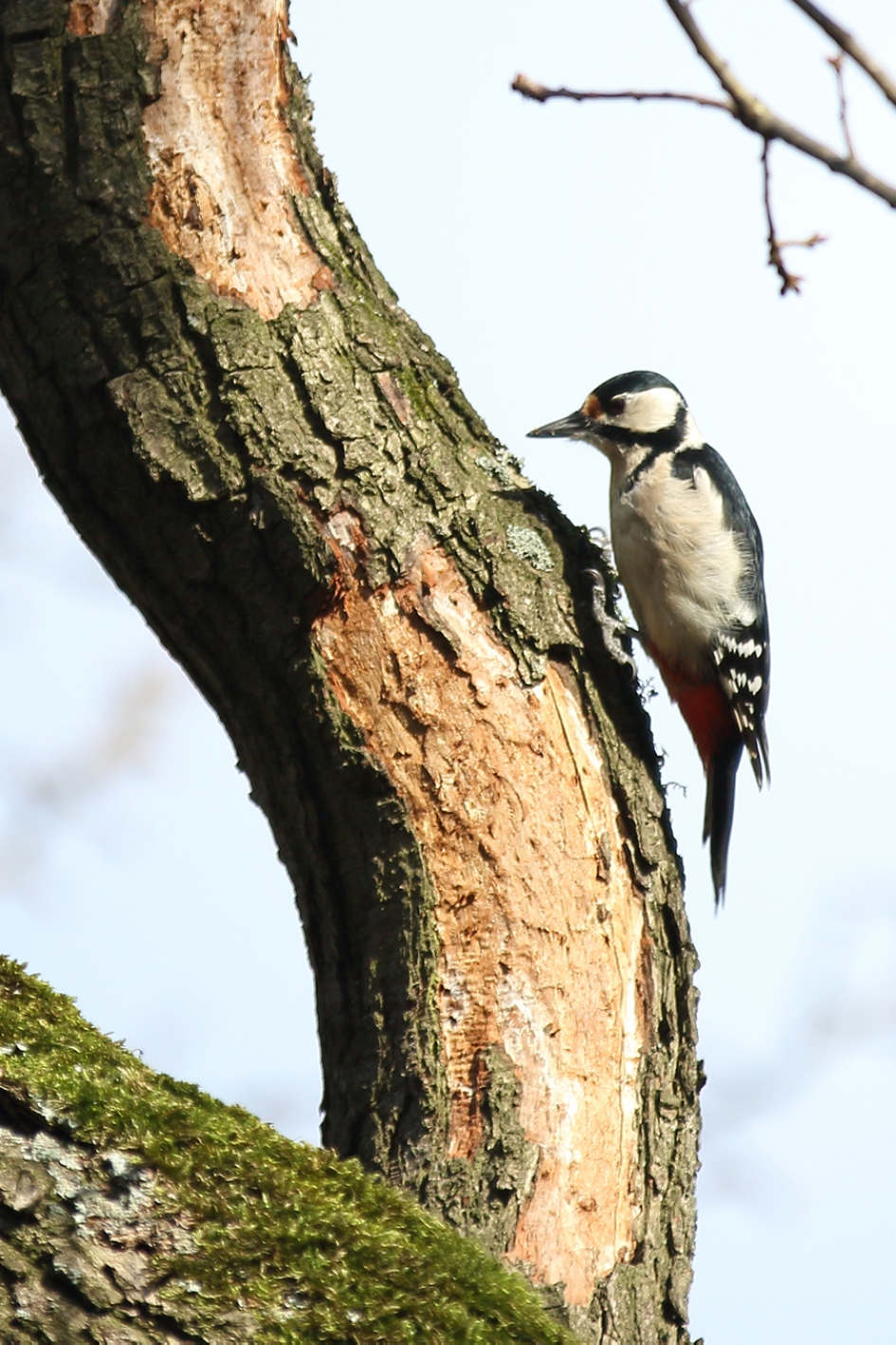 grote bonte specht -v- - Vogels - 