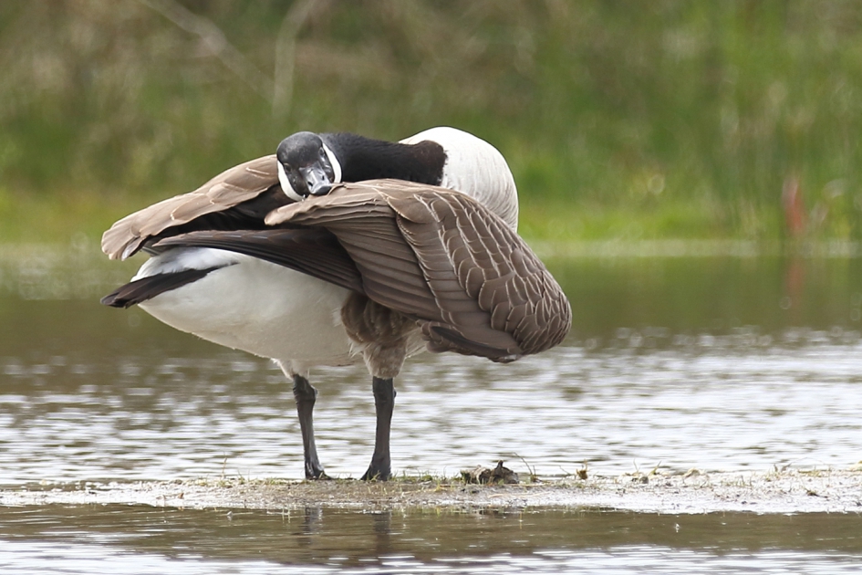 grote Canadese gans - Vogels - 