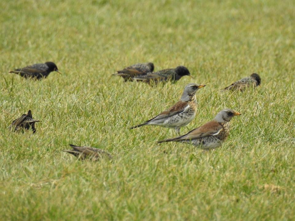 Grote groep kramsvogels en spreeuwen op een pas bemest weiland - Vogels - Kramsvogel en spreeuw