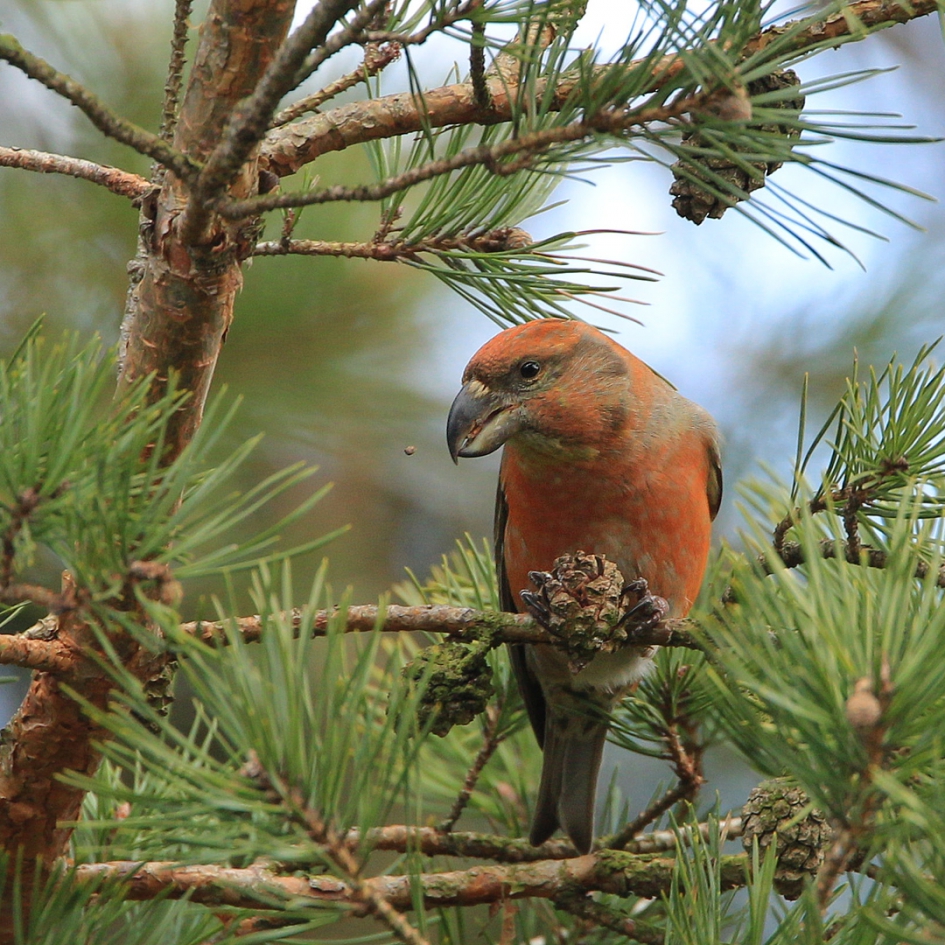 Grote Kruisbek - Vogels - Grote Kruisbek