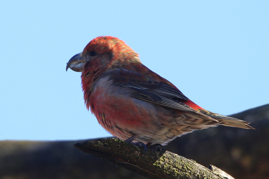 Grote Kruisbek II - Vogels - Grote Kruisbek