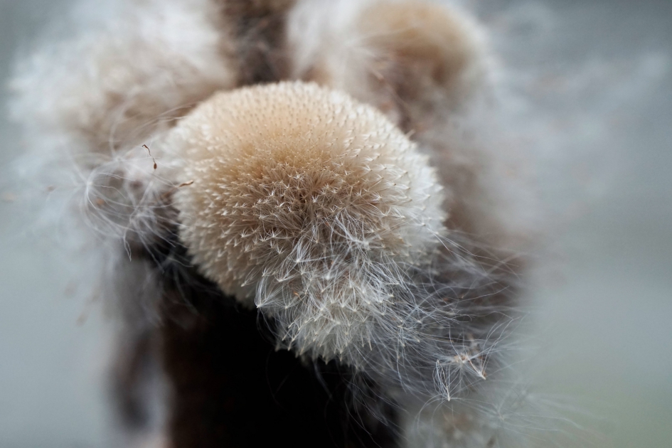 Grote lisdodde - Planten - 