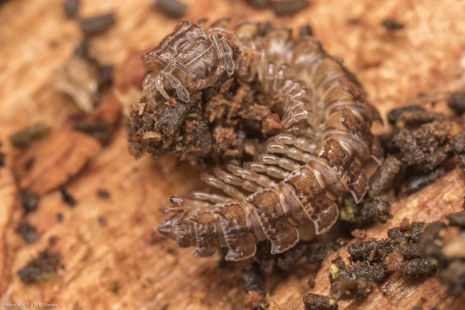 Grote platrug - Geleedpotigen - Grote platrug