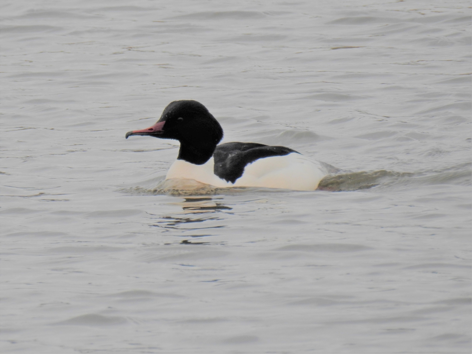 Grote zaagbek man - Vogels - Grote zaagbek