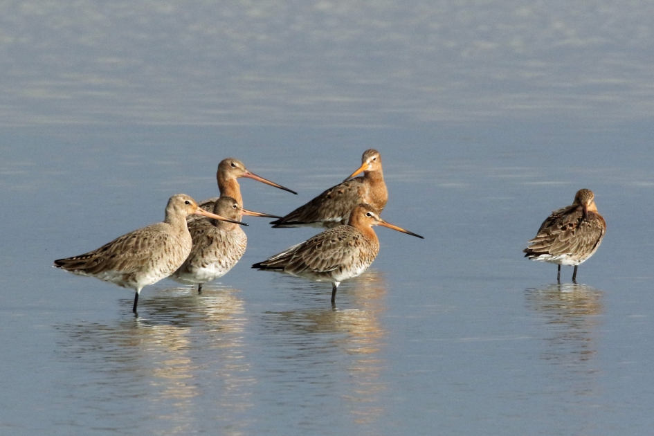 Grutto's - Vogels - Grutto's