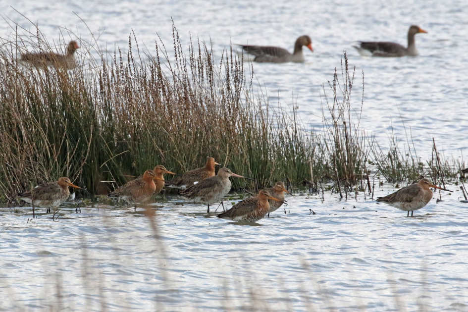 Grutto's (en grauwe ganzen) - Vogels - 