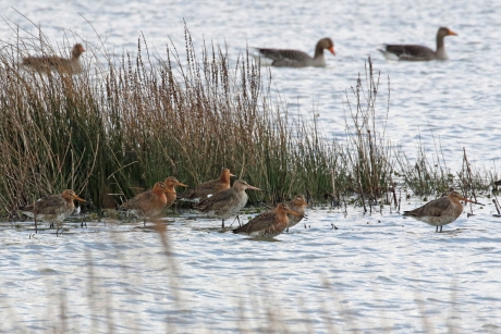 Grutto's (en grauwe ganzen)