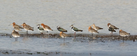 Grutto's en kieviten