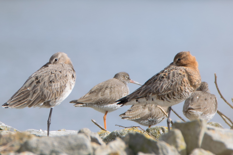 Grutto's en tureluurs - Vogels - grutto