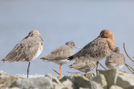 Grutto's en tureluurs