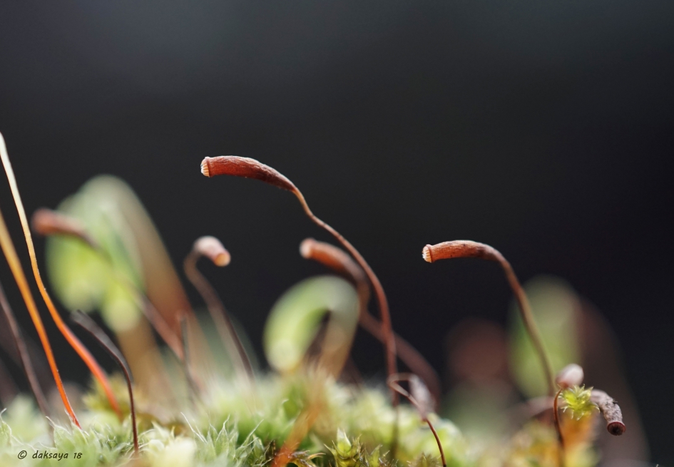 Haarmos - Weer en landschap - 