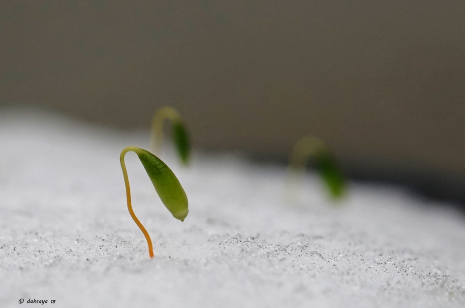 Haarmos in de sneeuw - Planten - 