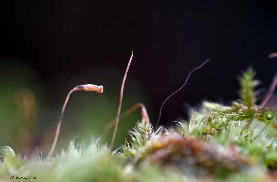 Haarmos met haar - Planten - 