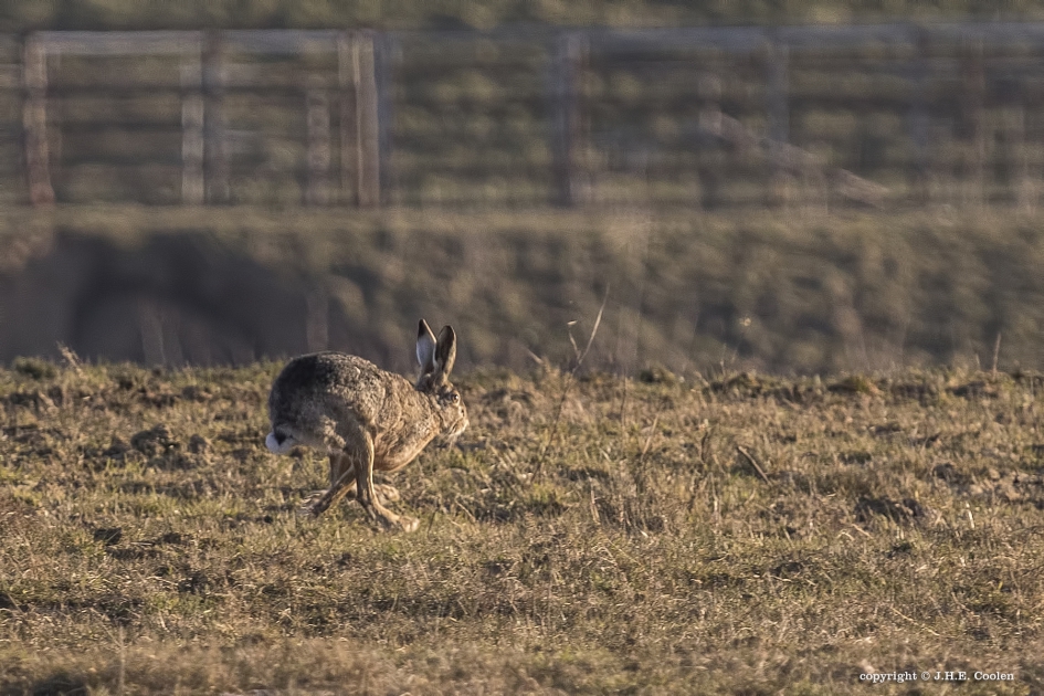 Haas(t) - Zoogdieren - Haas