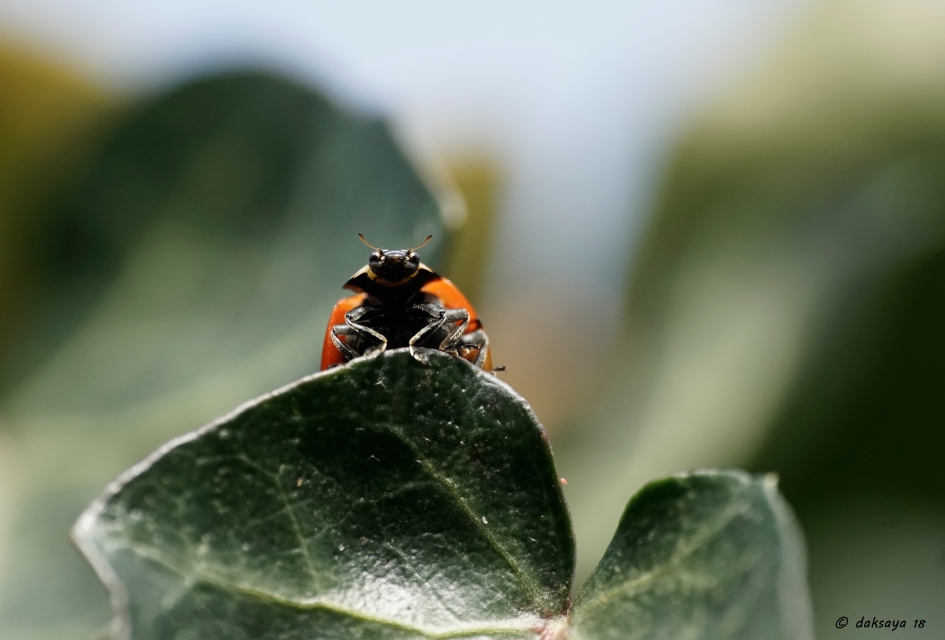 Hallo... daar ben ik weer! - Geleedpotigen - 