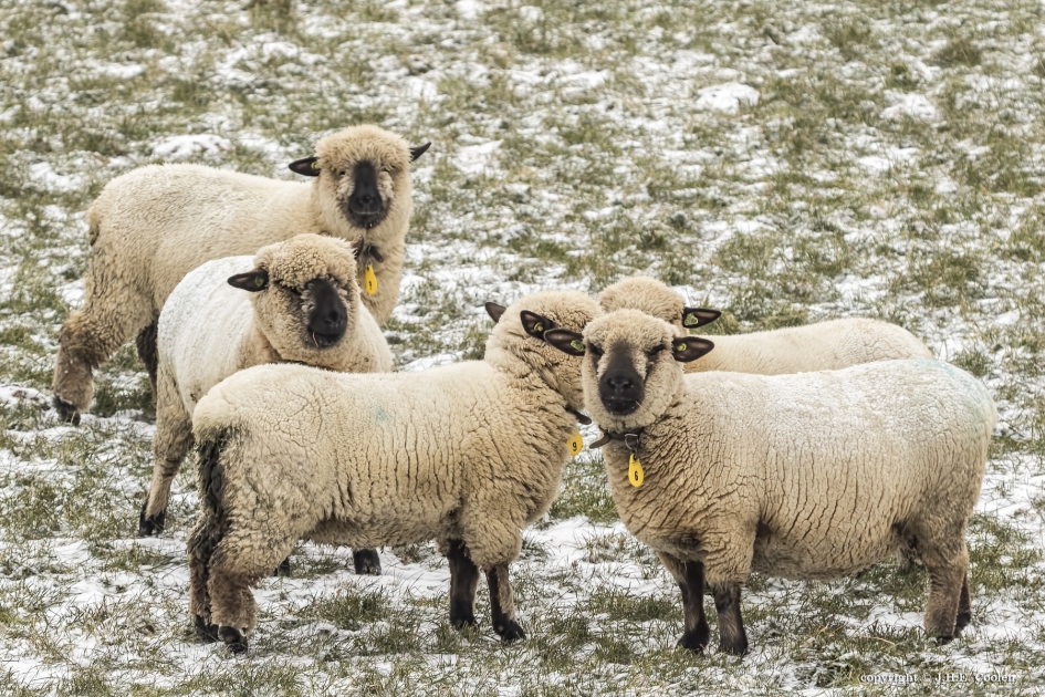 Hampshire down schapen - Zoogdieren - Hampshire down schapen