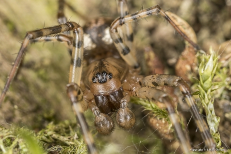 Hangmatspin (familie Linyphiidae)