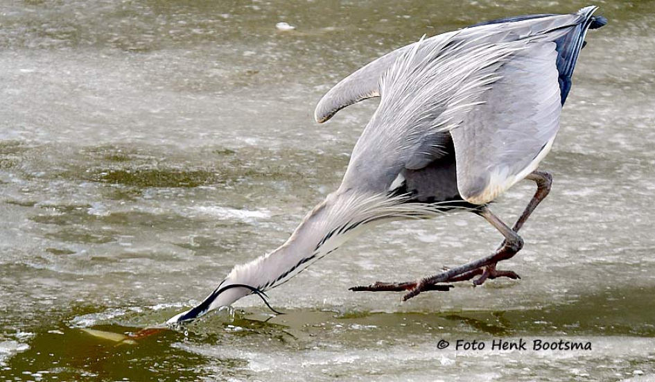 Hebbes - Vogels - Blauwe Reiger